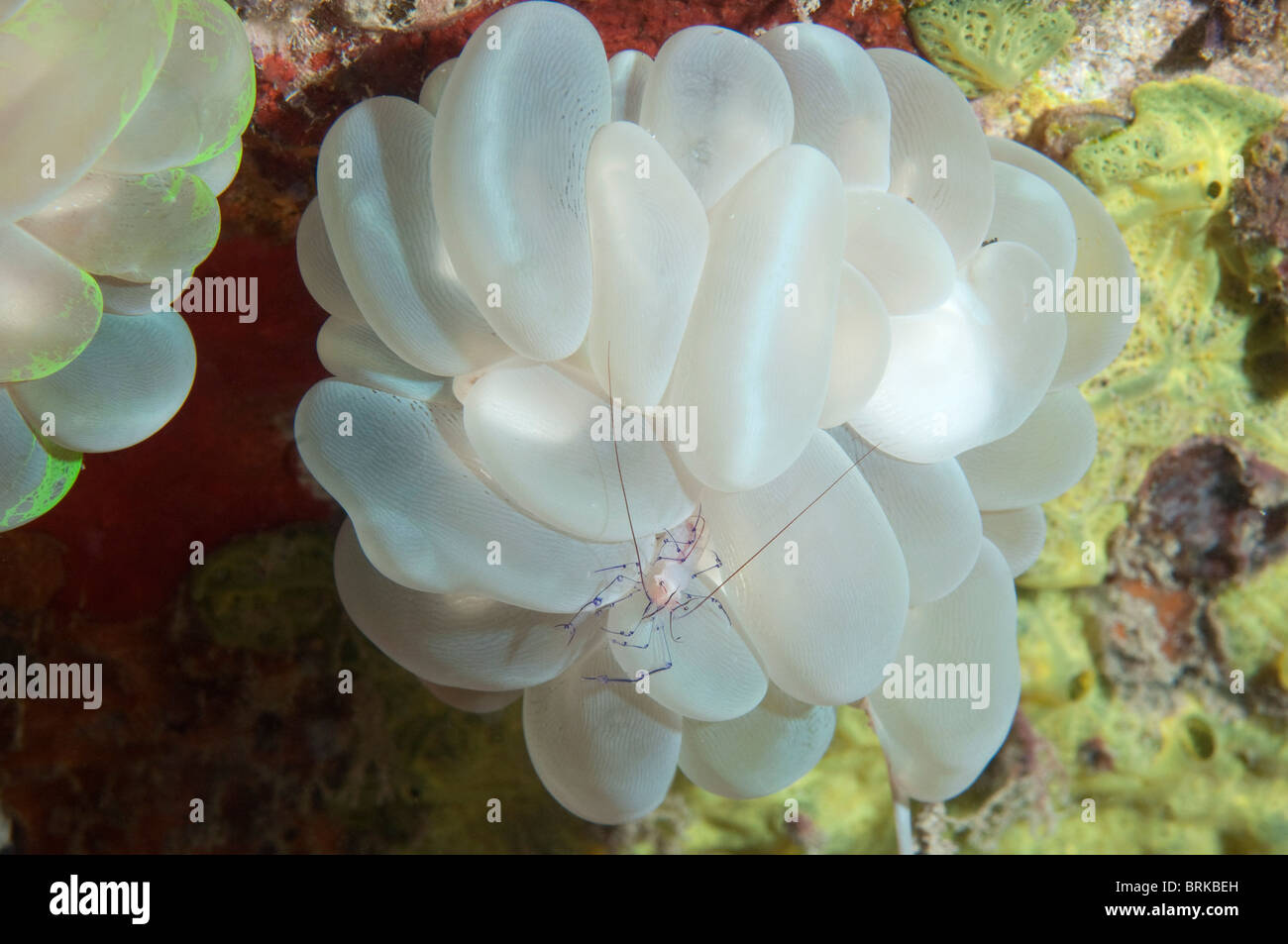 Bolla di gamberi di corallo su una bolla corallo in Indonesia. Foto Stock