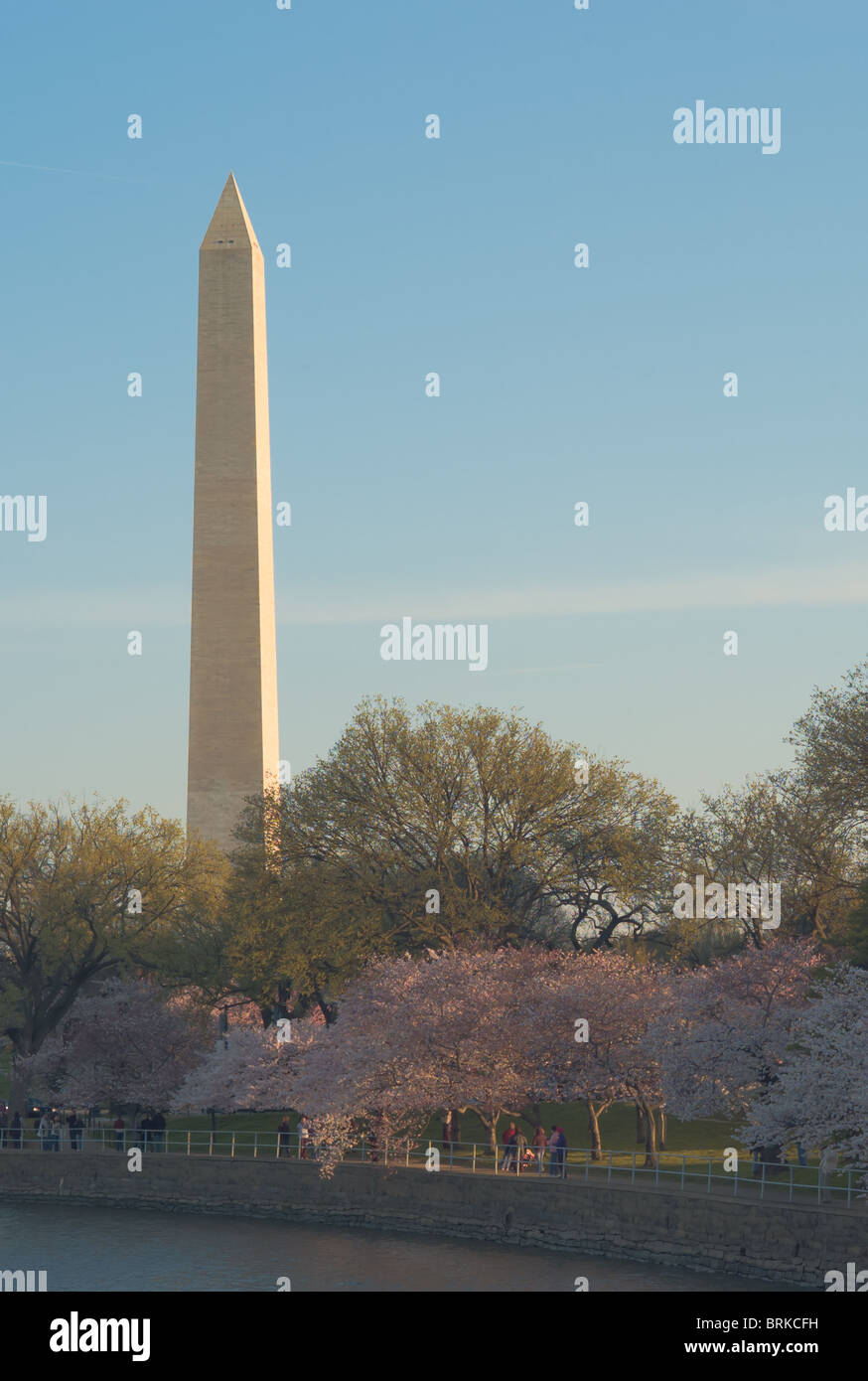 Il Monumento di Washington dietro gli alberi di ciliegio lungo il bacino di marea in Washington, DC. Foto Stock