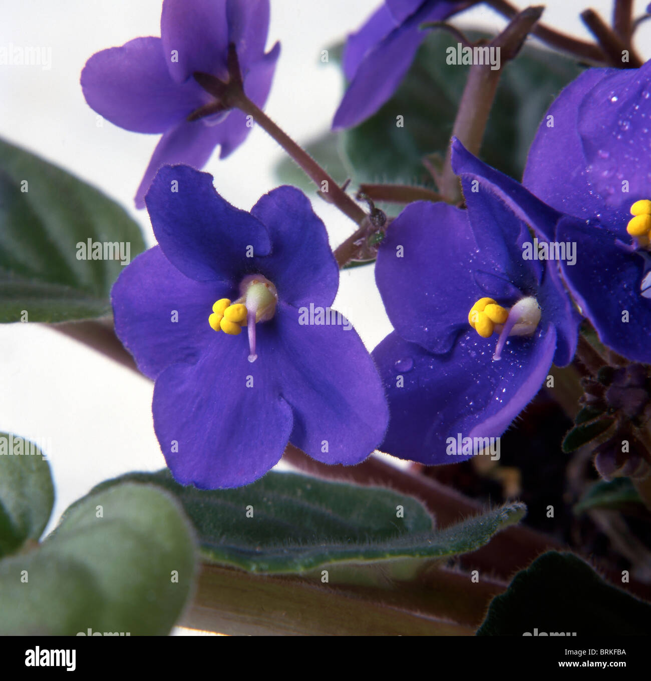 Viola Mammola in pentola nella disposizione in studio di fronte a uno sfondo grigio Foto Stock