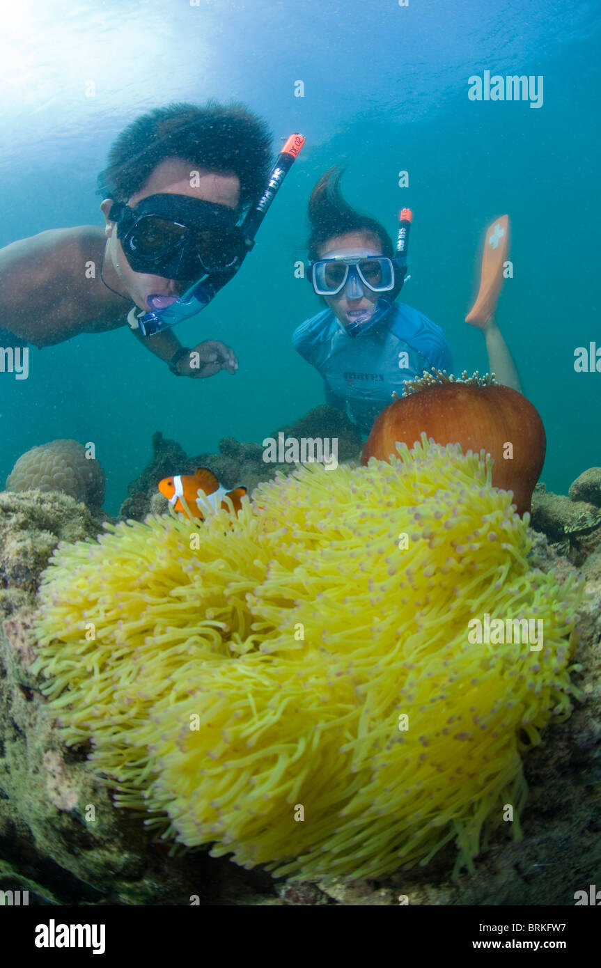 I subacquei su false clown anemonefish in anemone, Gayana Eco-Resort, Gaya Island, Sabah, Malaysia orientale. Foto Stock