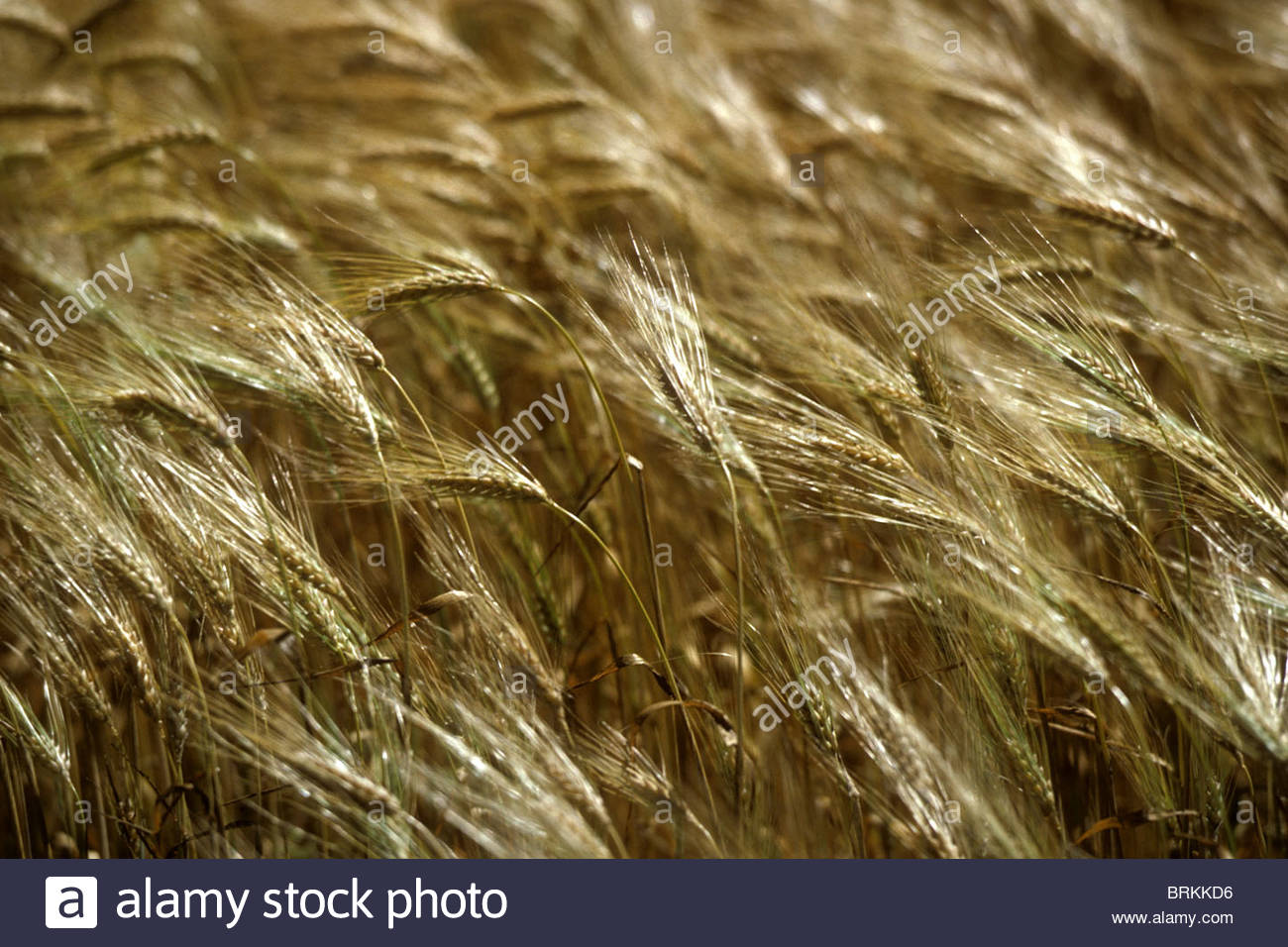 Il grano matura in agosto sun. Foto Stock