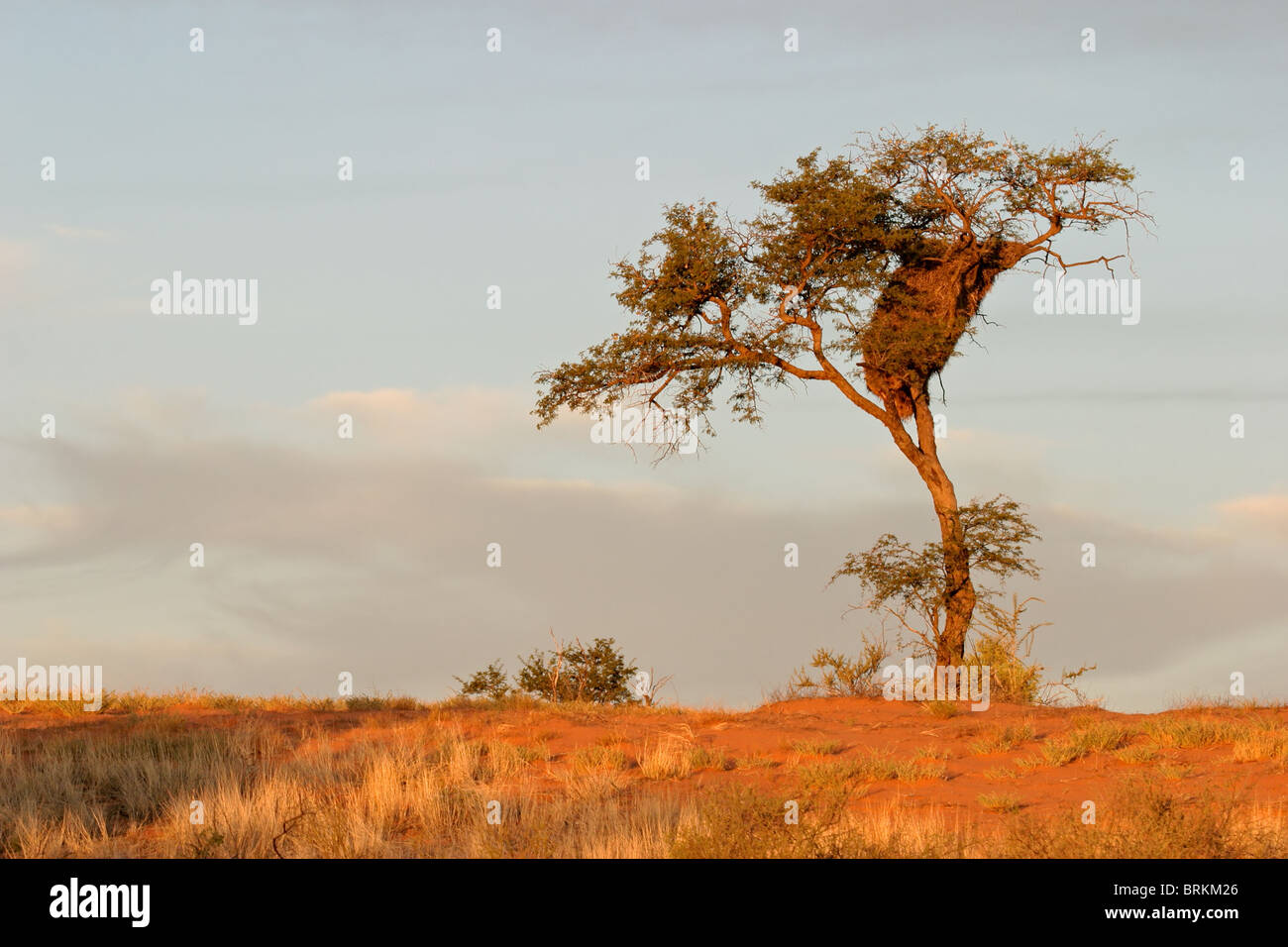 Un cammello Thorn Tree (Acacia erioloba) su una rossa duna di sabbia con socievole tessitori nido, Kgalagadi Parco transfrontaliero, Sud Africa Foto Stock