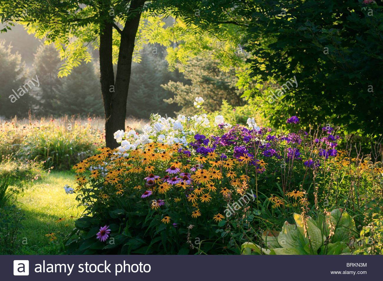 Summer Flower adourn una fattoria giardino. Foto Stock