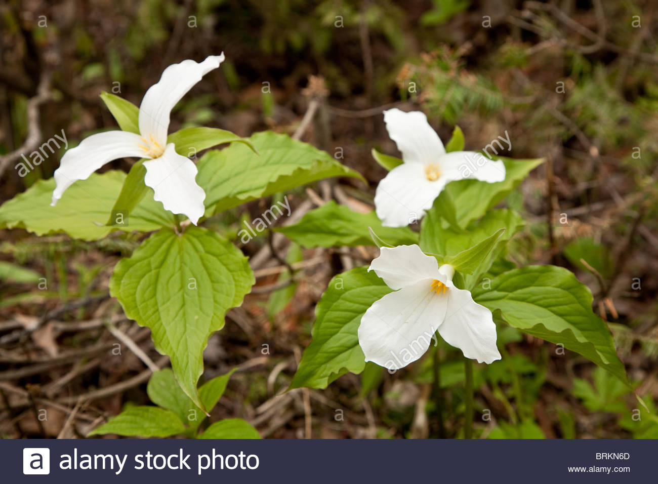 Trilliums sono il fiore ufficiale della provincia di Ontario. Foto Stock