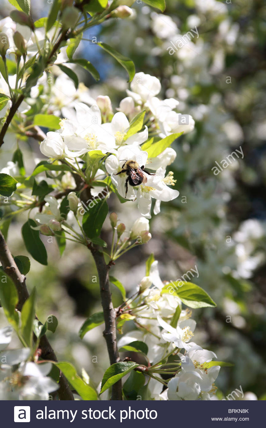 Un miele delle api in visita a un fiore nel sole di primavera. Foto Stock