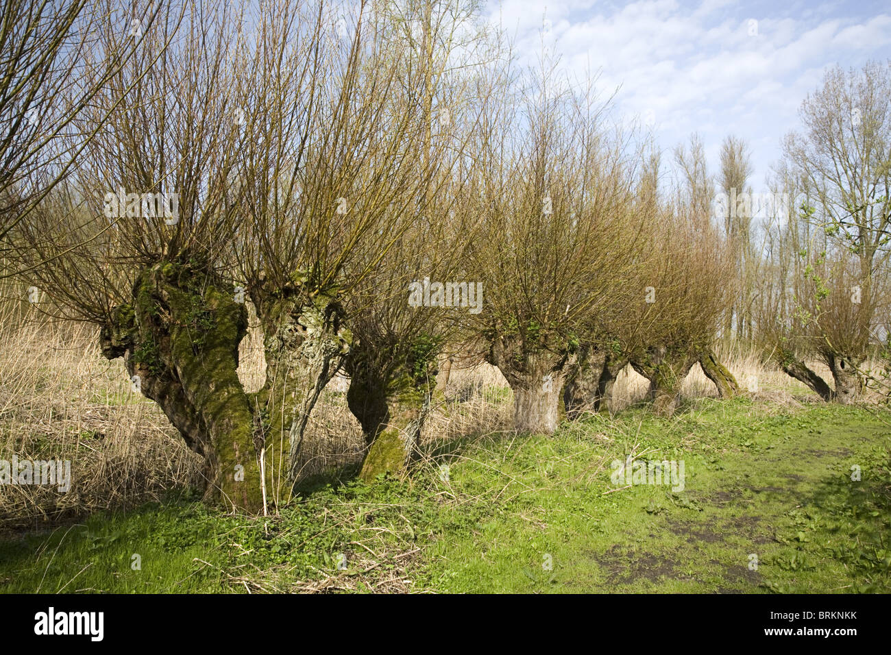 Fila di vecchi pollard salici lungo un percorso a piedi nel Biesbosch National Park, South-Holland, Paesi Bassi Foto Stock