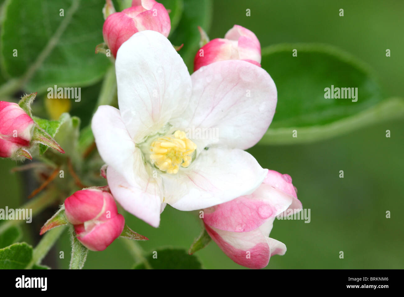 La molla del melo rosa e fiori bianchi Foto Stock