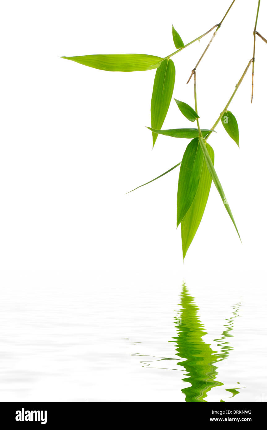 Foglie di bambù con la riflessione Foto Stock
