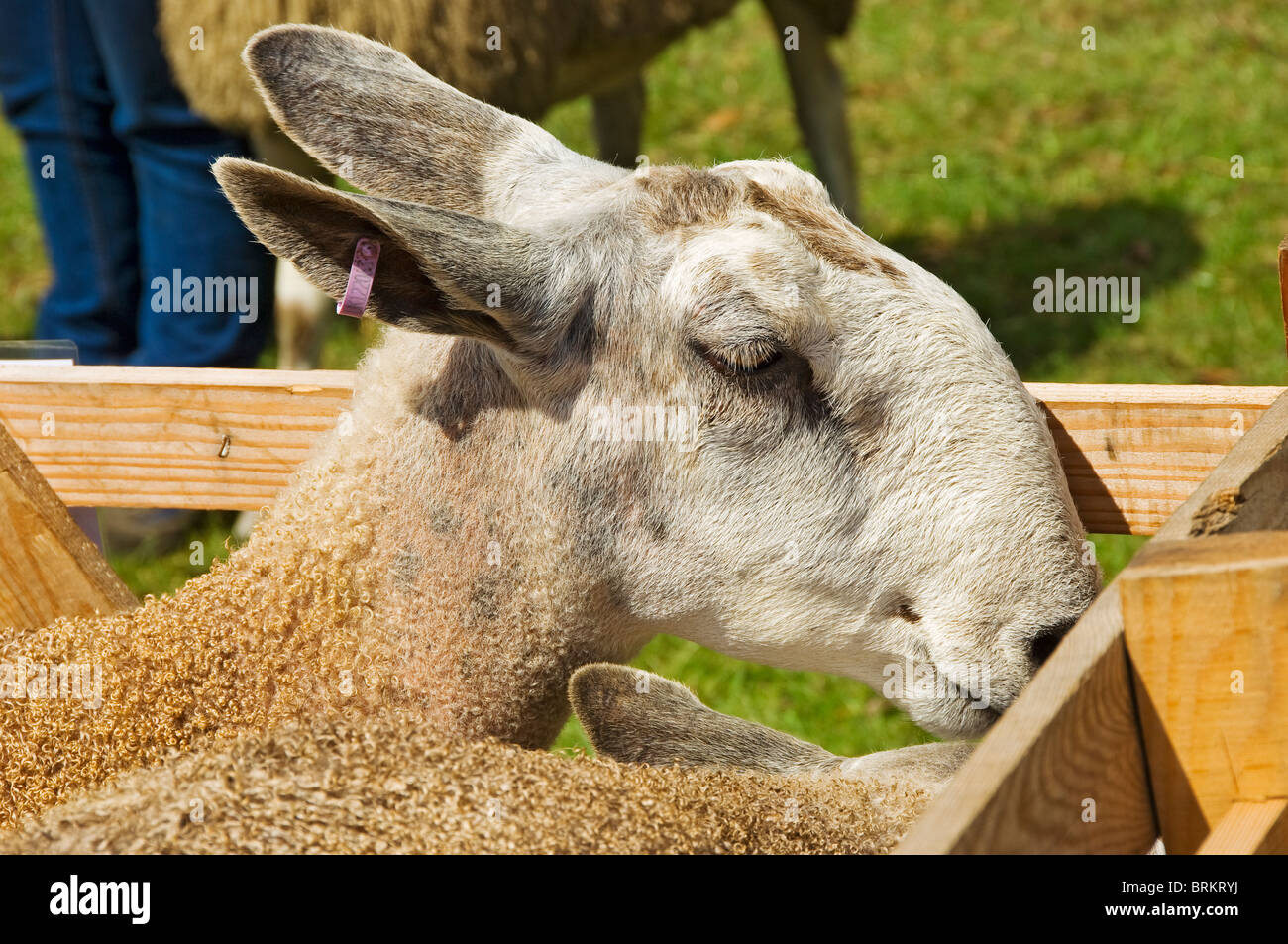 Primo piano di pecore di Leicester Bluefronted a Rosedale Agricultural Show in estate North Yorkshire Inghilterra Regno Unito GB Gran Bretagna Foto Stock