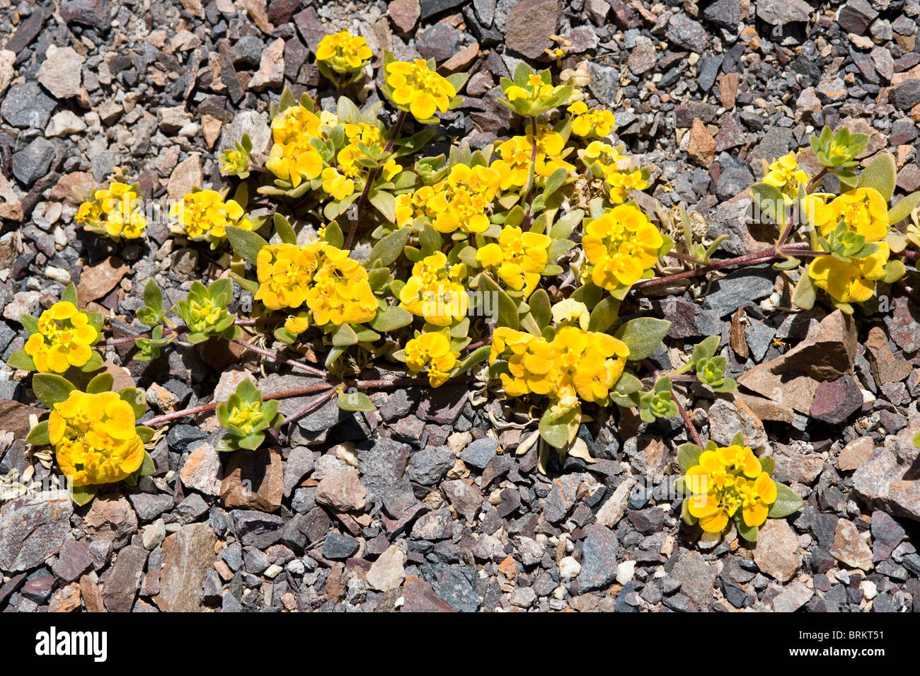 Cruckshanksia sp. Fiori Parque National Pan de Azucar Atacama (III) Il Cile America del Sud Foto Stock