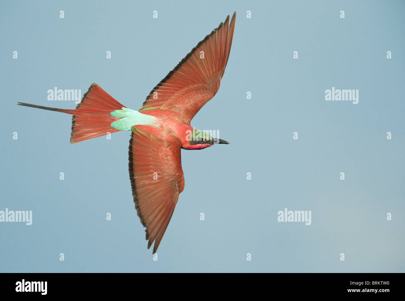 Southern Carmine bee eater in volo Foto Stock