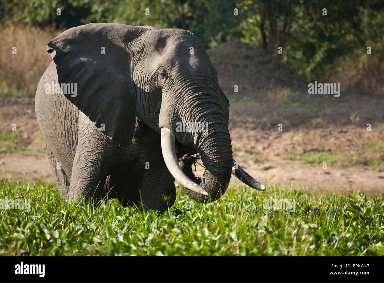 Elephant bull in piedi in un foro di irrigazione alimentazione su giacinto di acqua Foto Stock