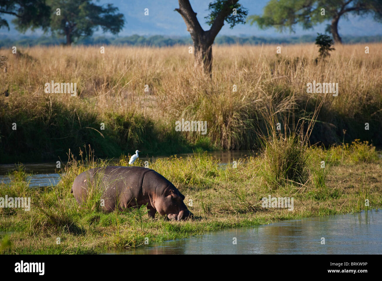 Un lone ippopotamo alimentazione sulle sponde dello Zambesi con un airone appollaiato sulla sua schiena Foto Stock