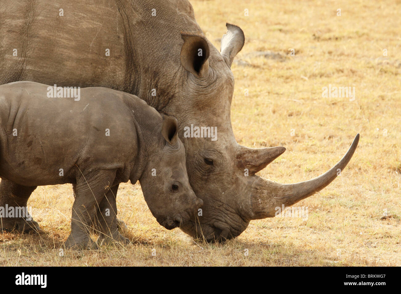 Ritratto di un rinoceronte bianco vitello sfregamento contro la sua madre Foto Stock