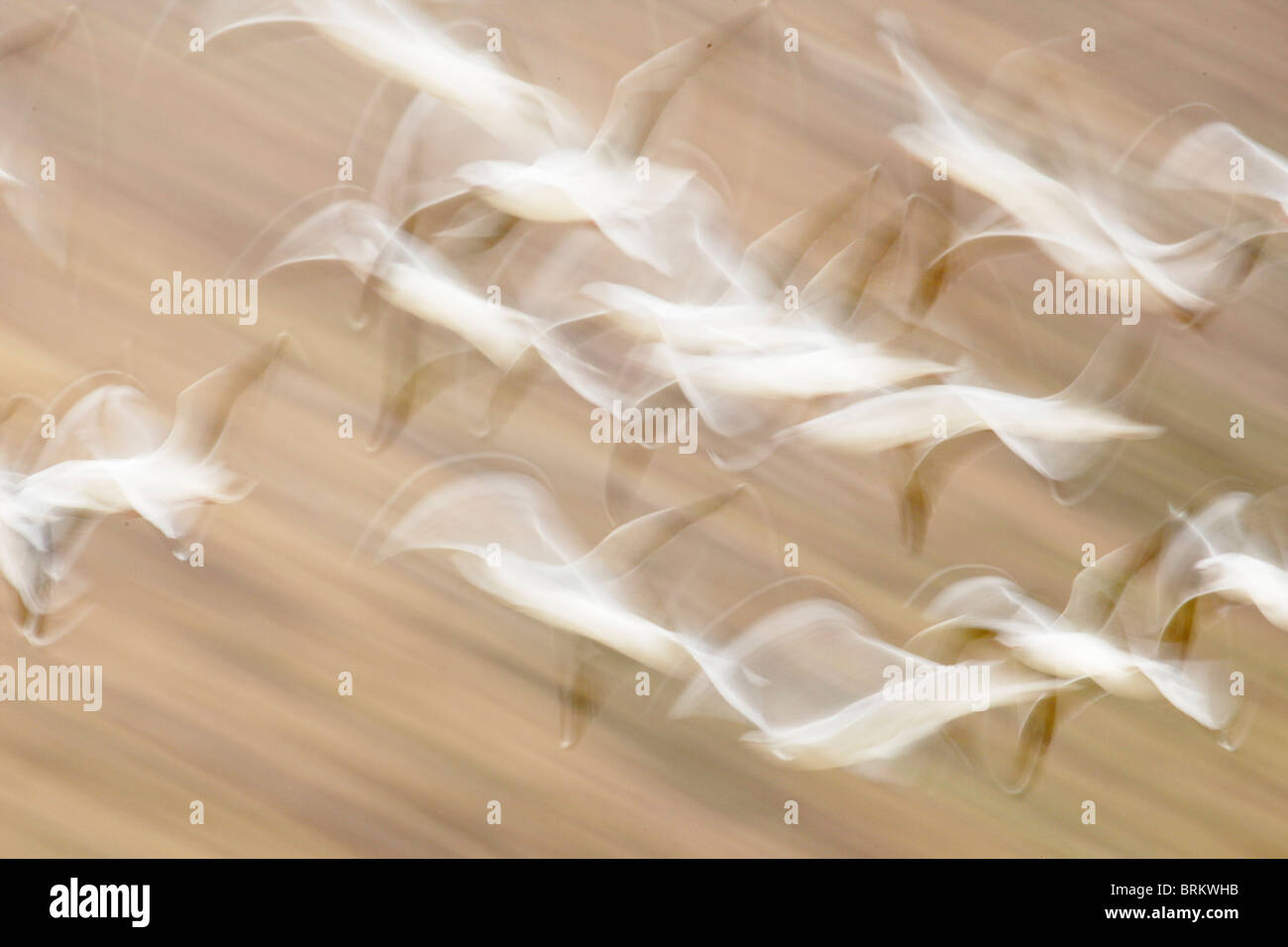 Abstract shot del gregge di white pelican in volo Foto Stock