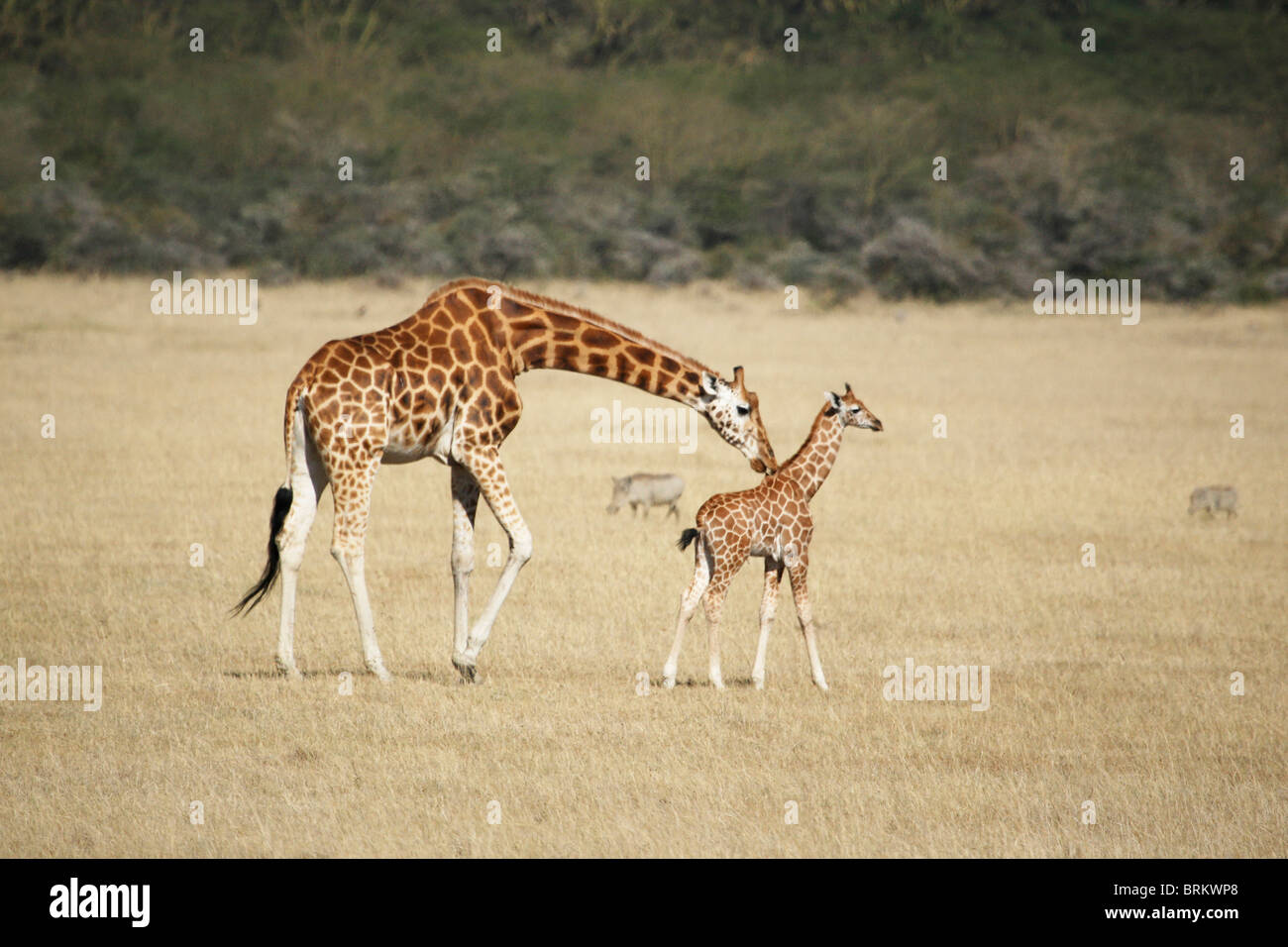 Giraffa Rothschild e baby Foto Stock