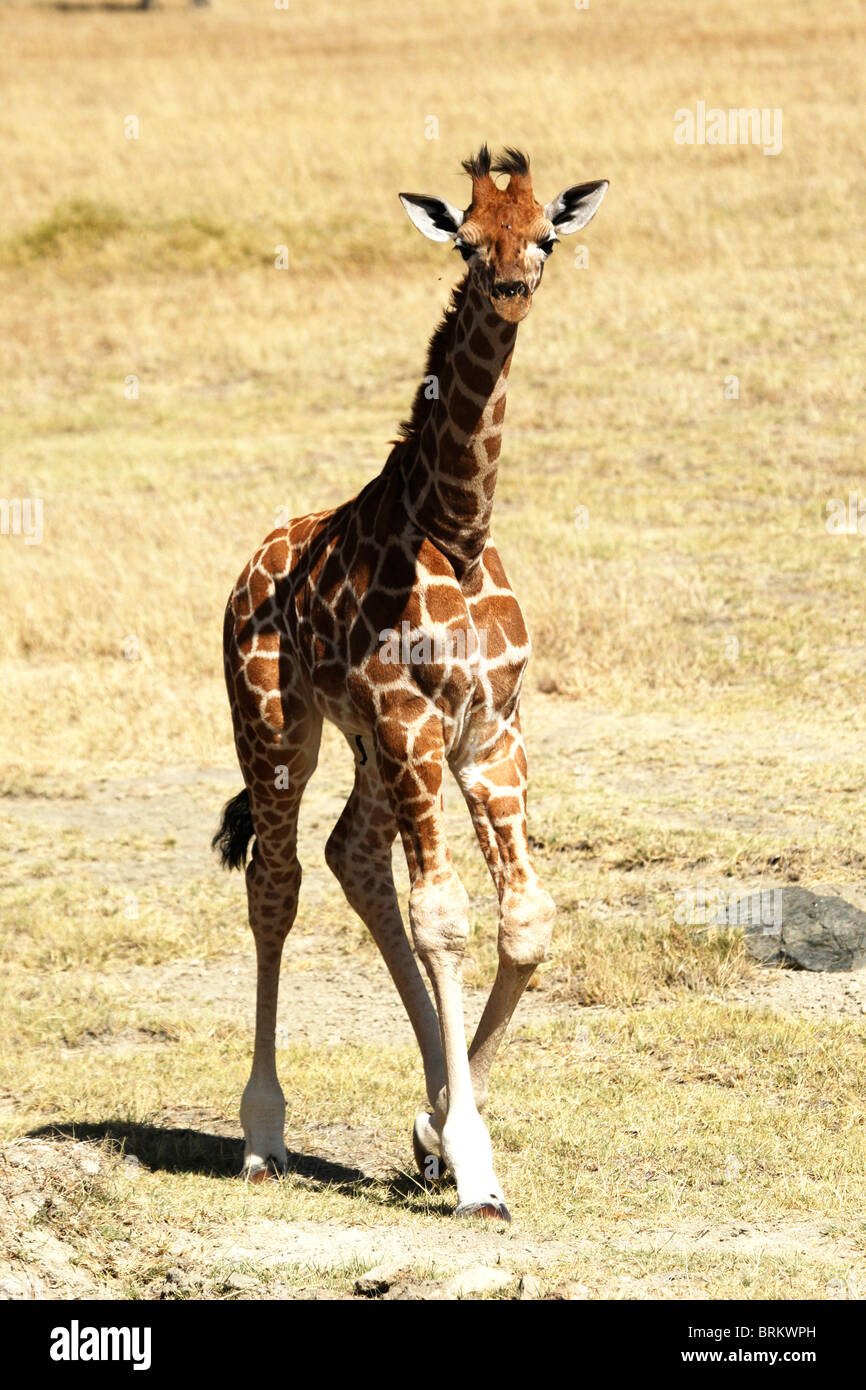 Baby giraffa Rothschild Foto Stock