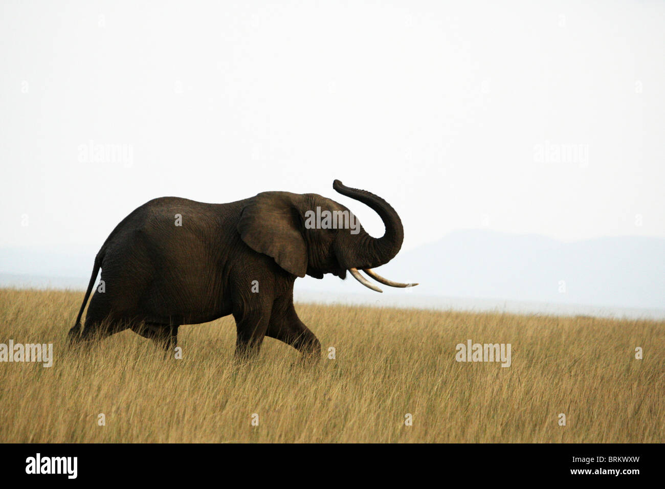 Lone Elephant camminando attraverso lunghi erba secca con tronco sollevato Foto Stock