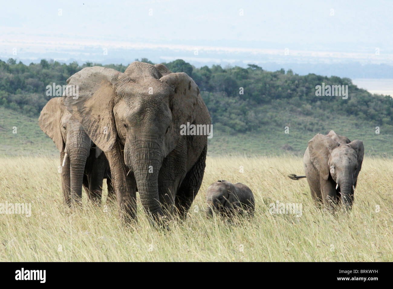 Gli elefanti e vitelli a piedi su erba lunga nel Masai Mara Foto Stock