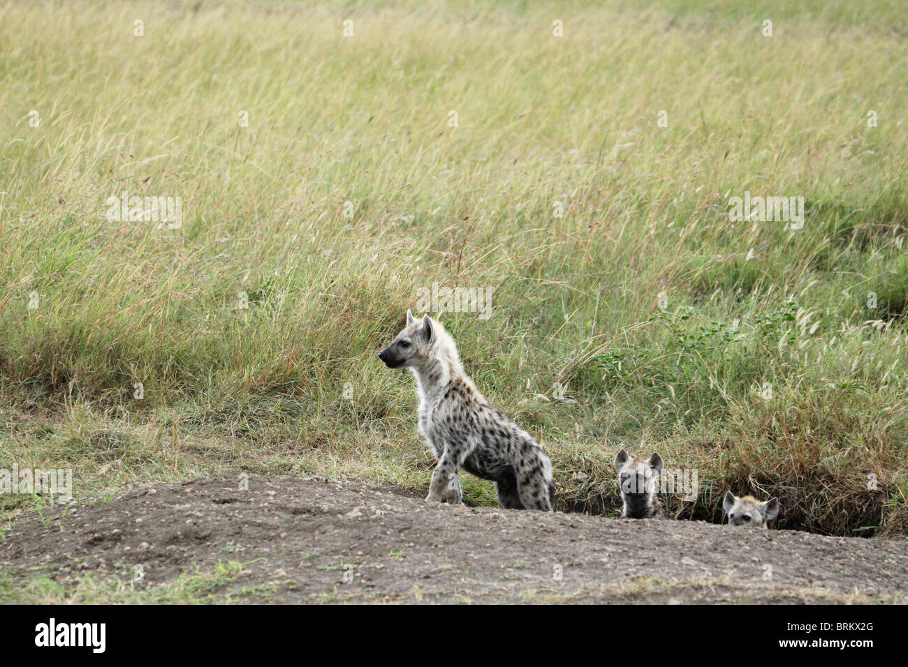 Spotted hyena cubs a loro den Foto Stock