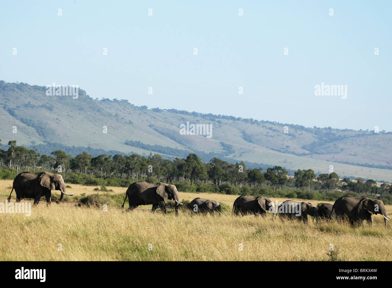 Vista panoramica di elefanti a piedi la discesa di un pendio in una prateria nella savana Masai Mara Foto Stock