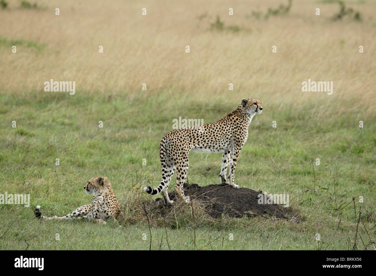 Cheetah in piedi su un tumulo termite di vedetta per la preda con un altro giacenti nelle vicinanze Foto Stock