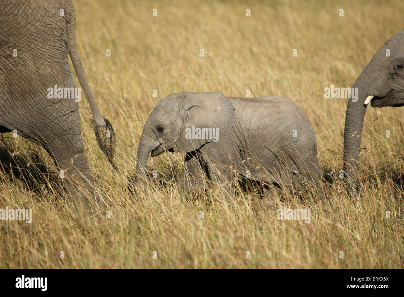 Elephant vitelli arrancano dietro la madre in erba lunga Foto Stock