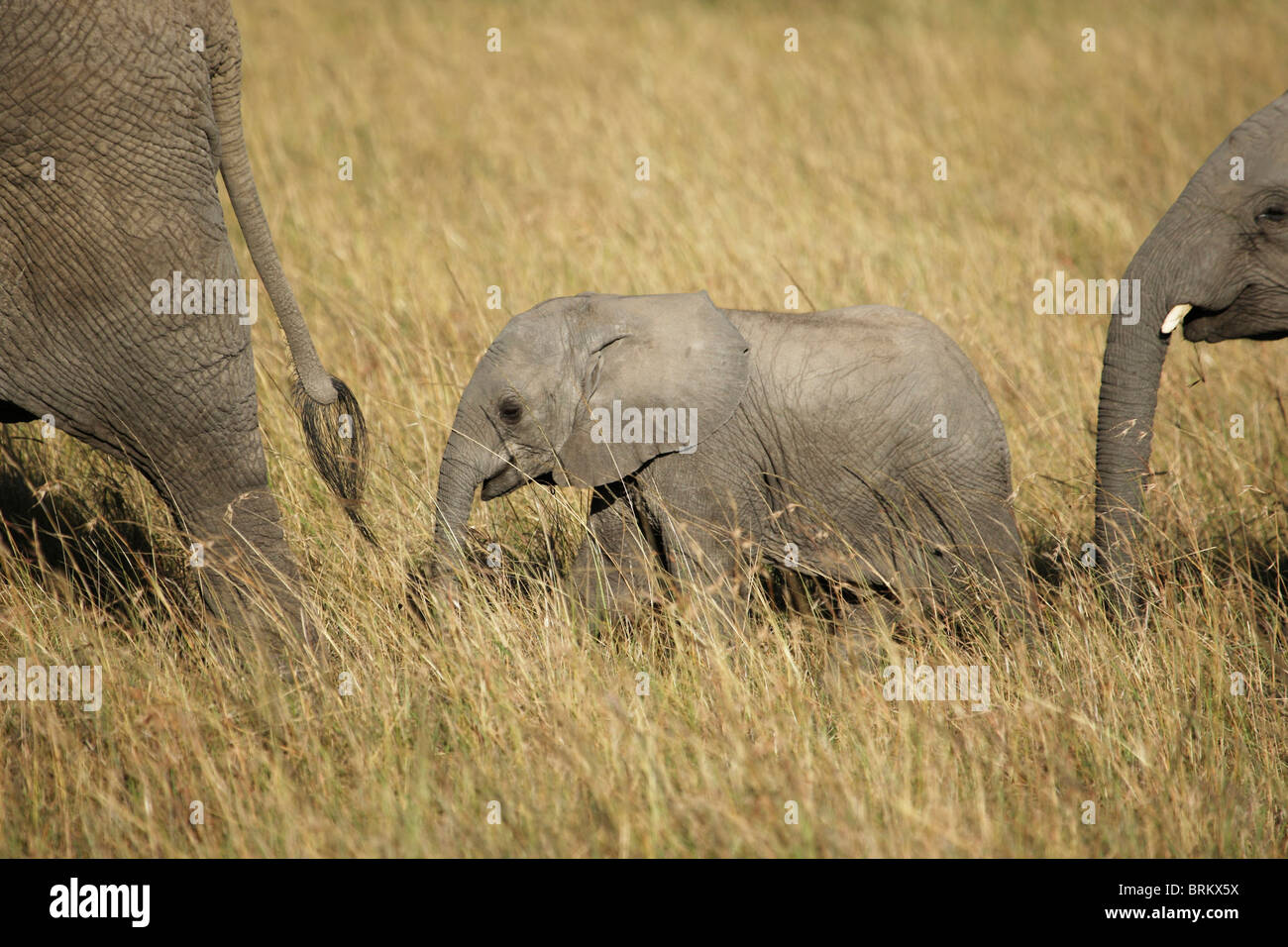 Elephant vitelli arrancano dietro la madre in erba lunga Foto Stock