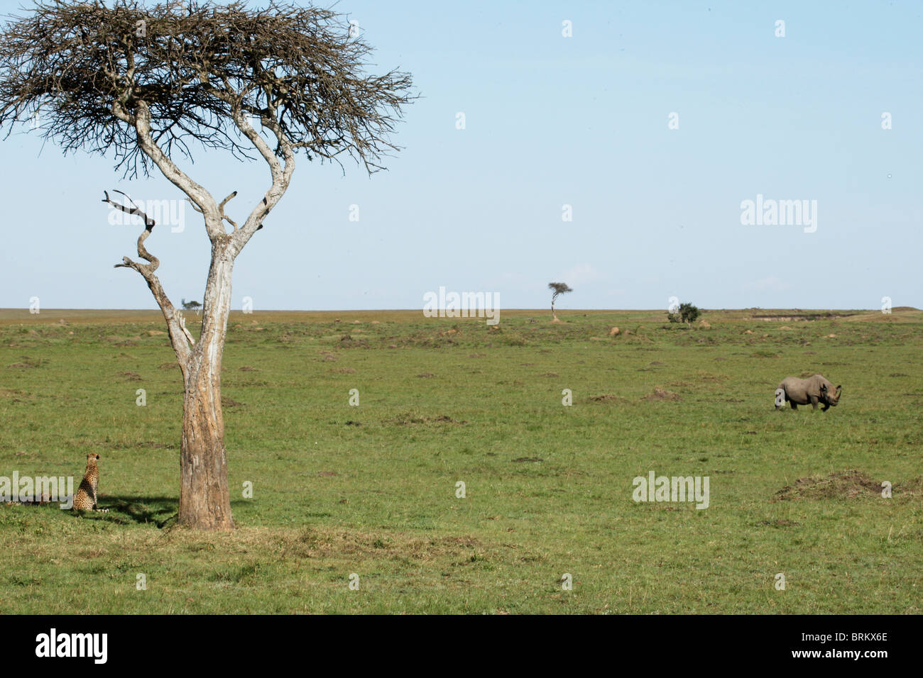Rinoceronte nero al pascolo su Masai Mara pianure con un ghepardo guardando dall'ombra di un albero solitario Foto Stock