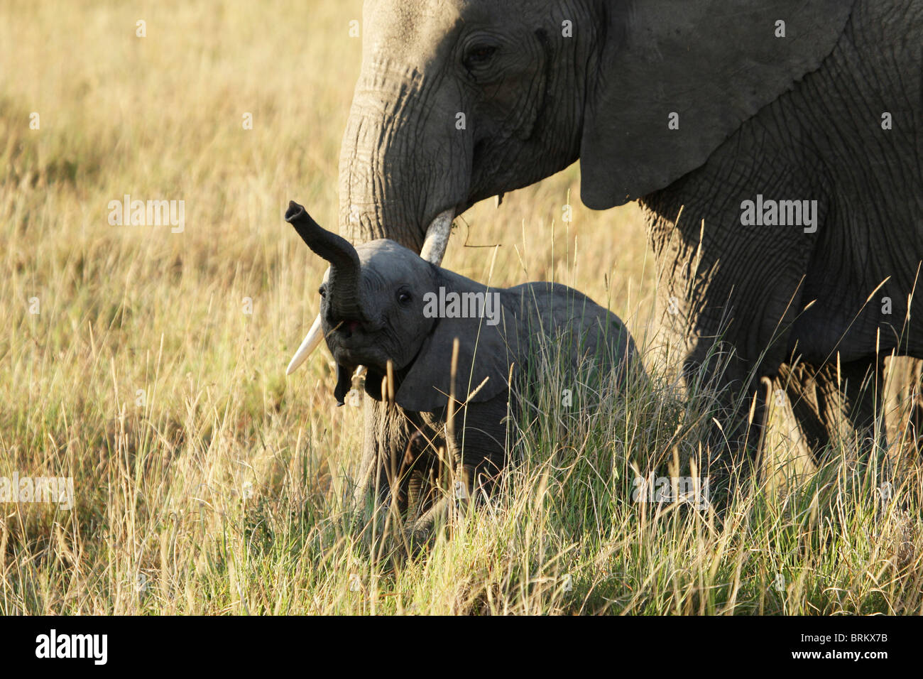 Vitello di elefante di prelevare il profumo sotto la protezione di sua madre lo sguardo Foto Stock