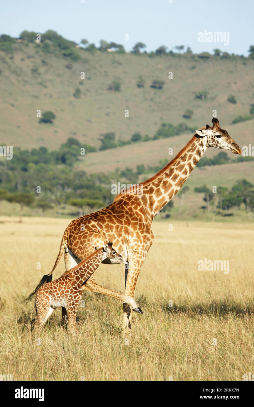 Masai giraffe e vitello Foto Stock
