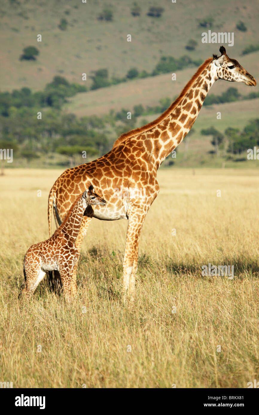 Masai giraffe e vitello Foto Stock