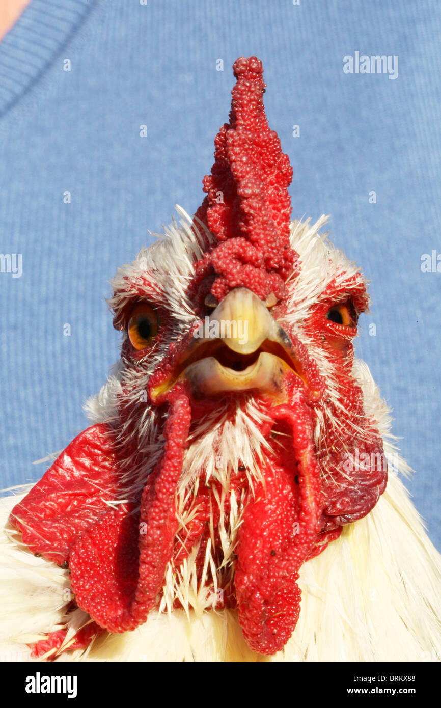 Ritratto di un pollo domestico con grandi bargigli e pettine Foto Stock