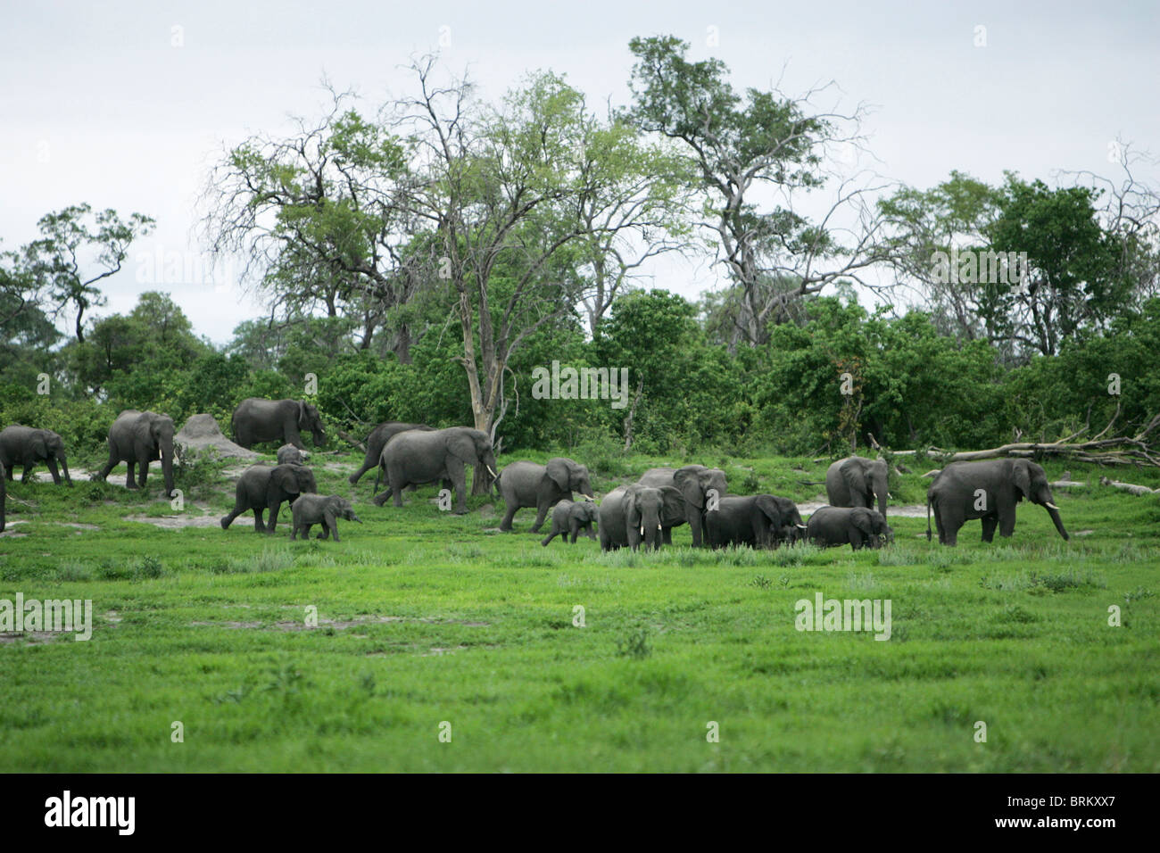 Branco di elefanti a piedi attraverso il verde della vegetazione lussureggiante, Foto Stock