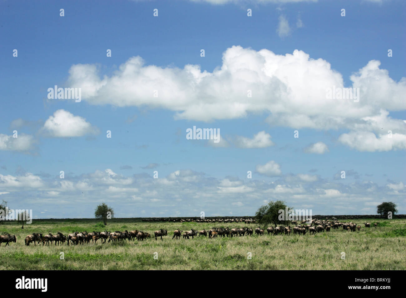 Una linea di lunga barba bianca di gnu per quanto l'occhio può vedere sulla migrazione Foto Stock