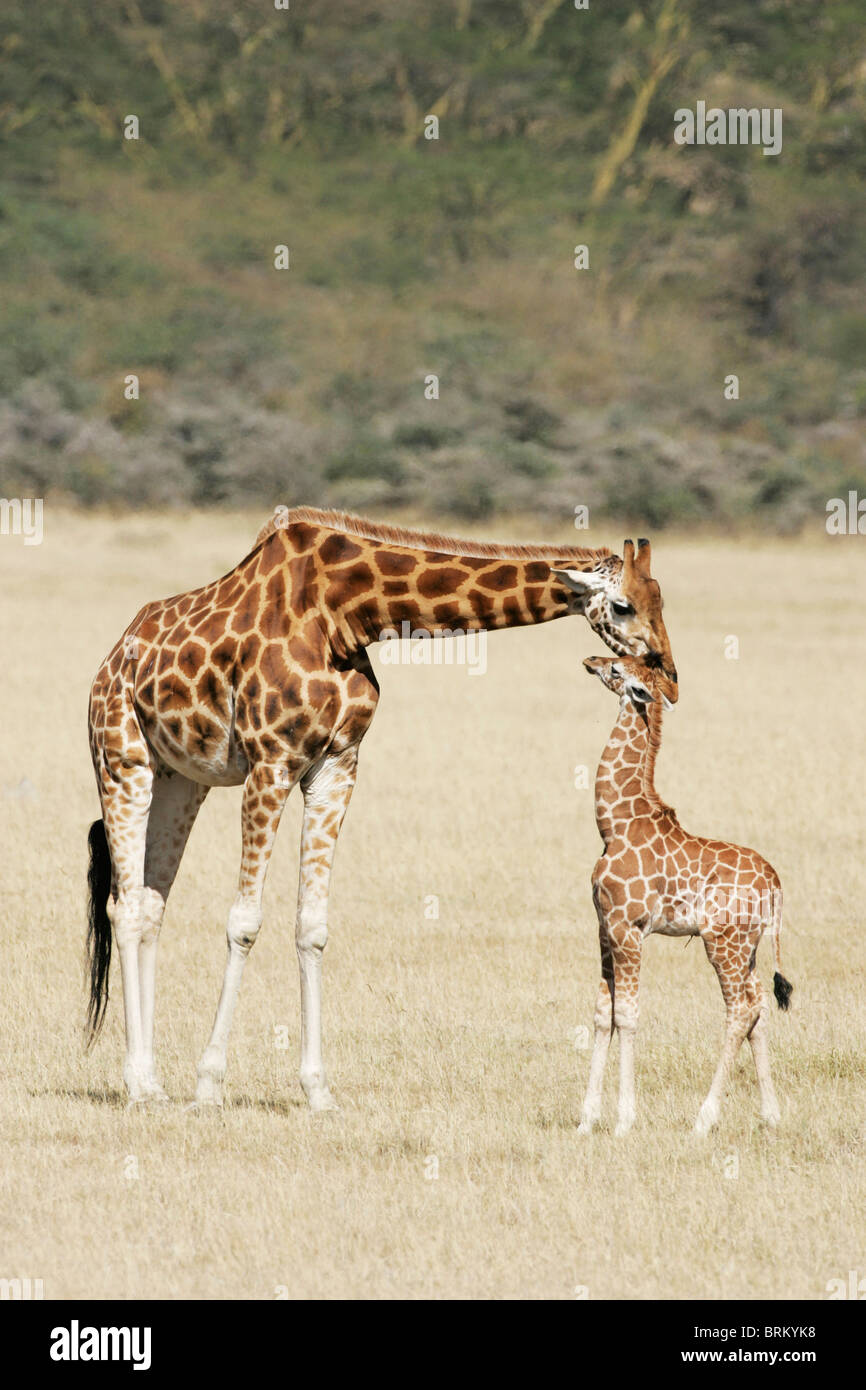 Giraffa Rothschild di toccare la testa del suo bambino Foto Stock