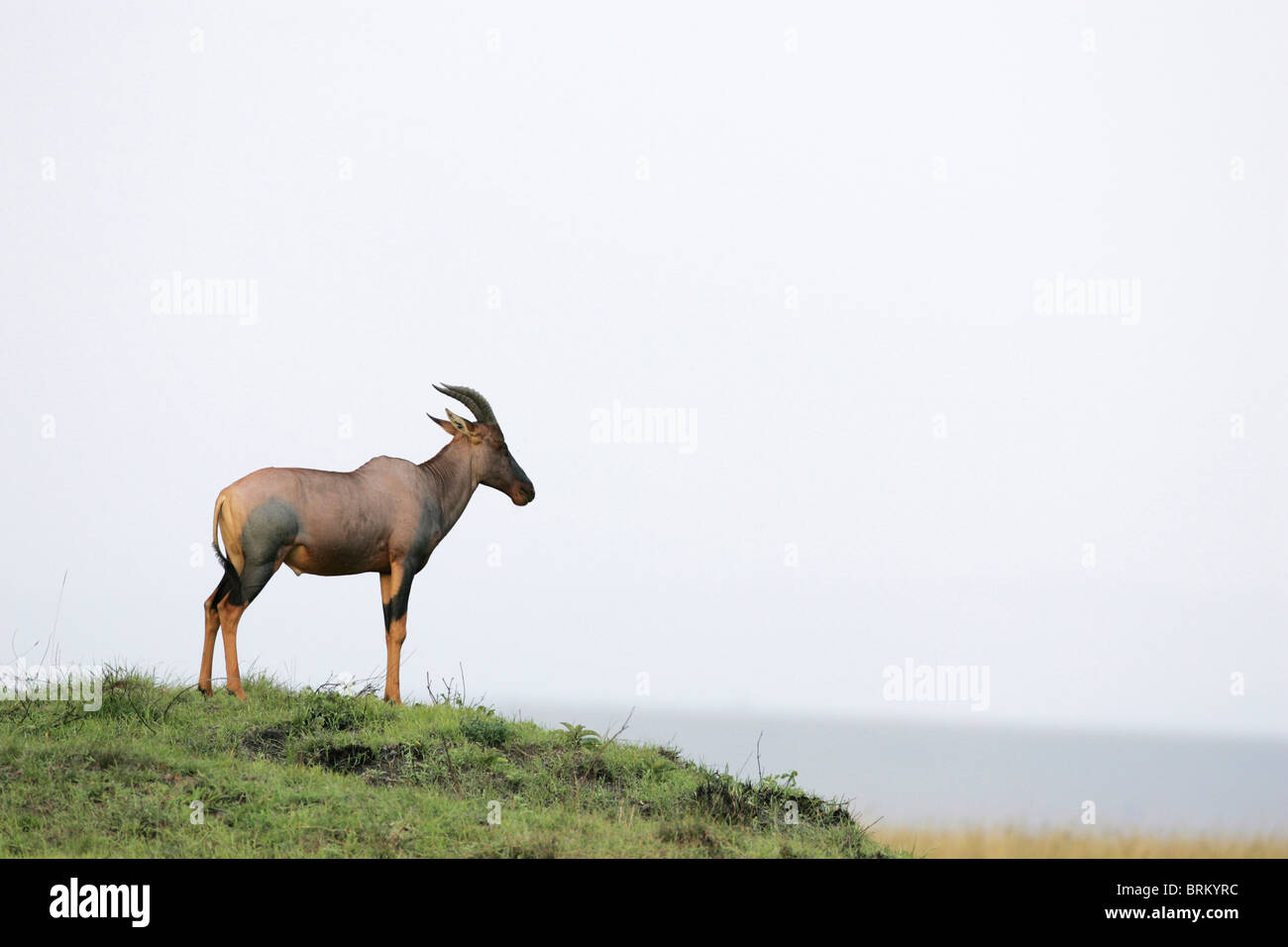 Topi in piedi di una collina che guarda a distanza Foto Stock