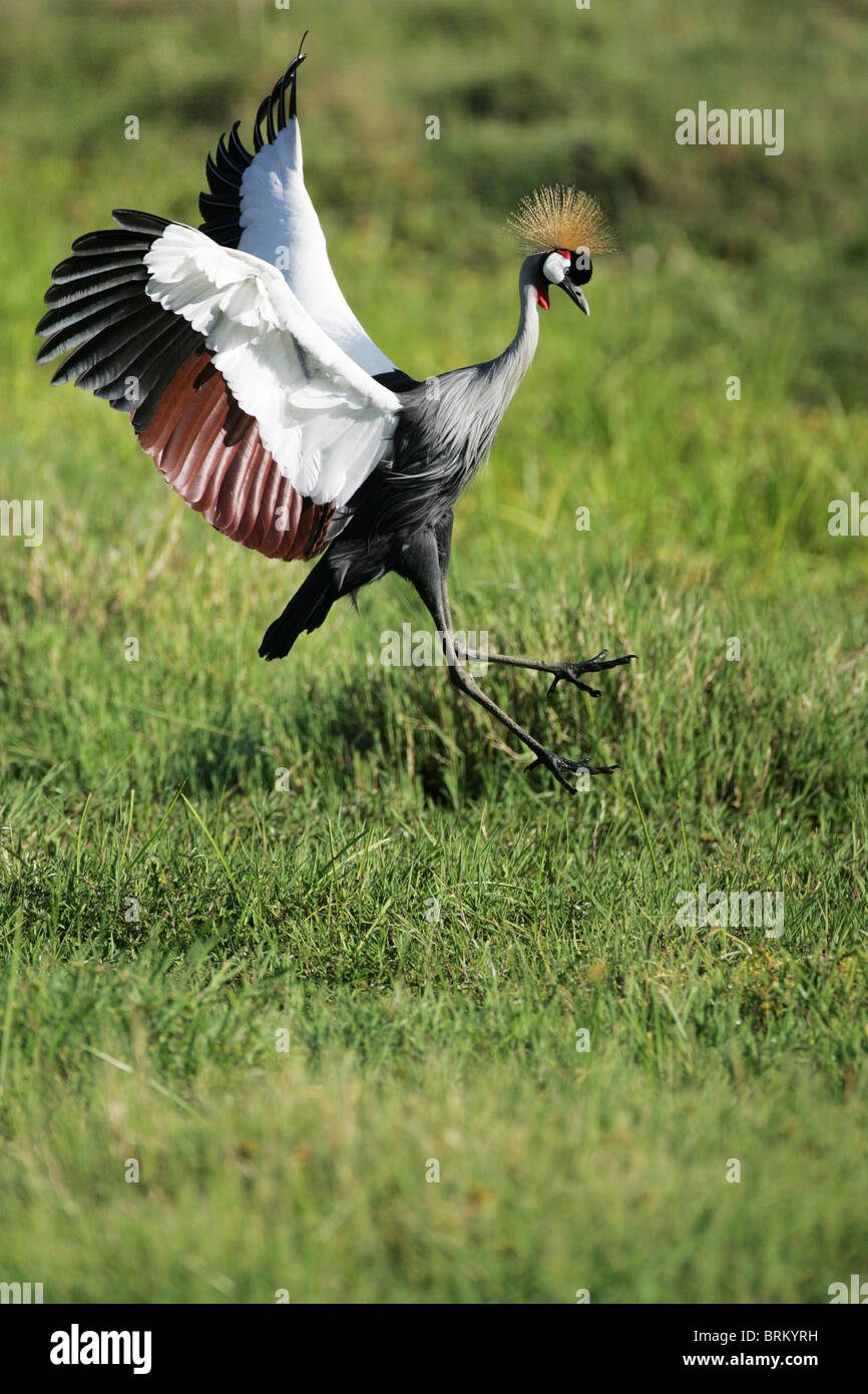 Grigio-crowned crane preparando ad atterrare sul suolo Foto Stock