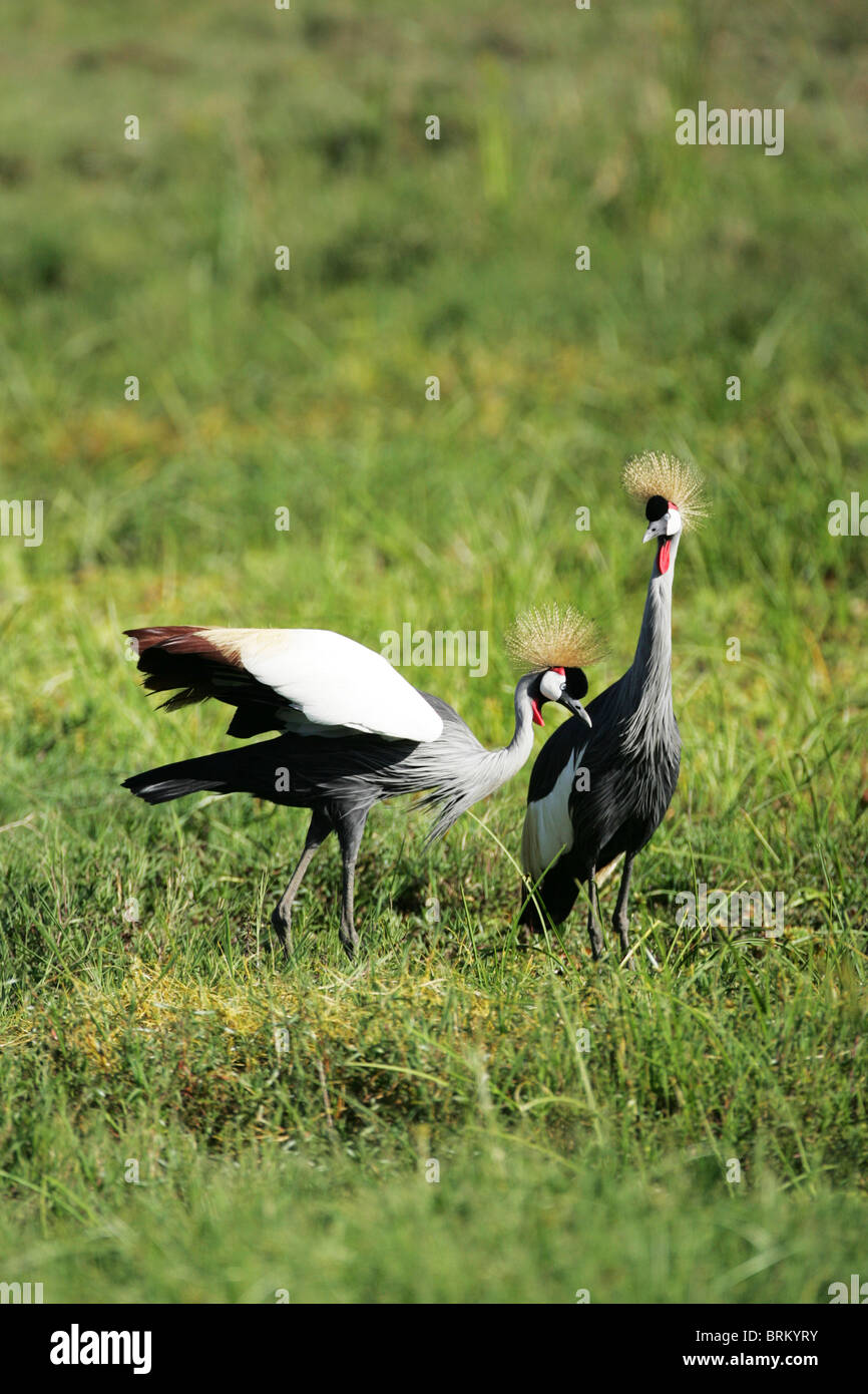 Coppia di gru di corona in piedi sul suolo Foto Stock