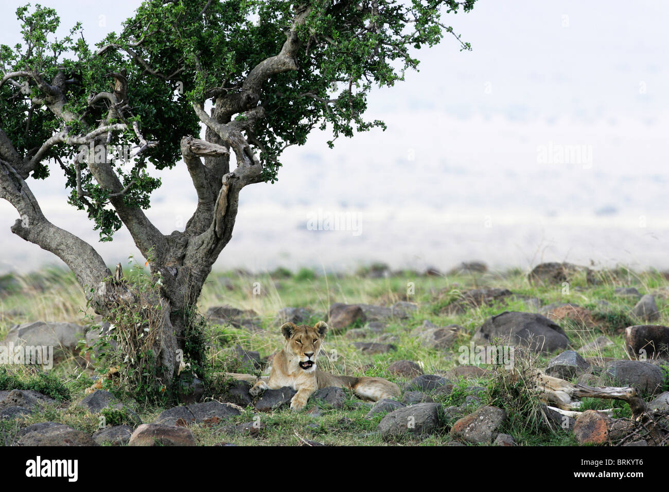 Leonessa giacente su rocce sotto un albero deformato Foto Stock