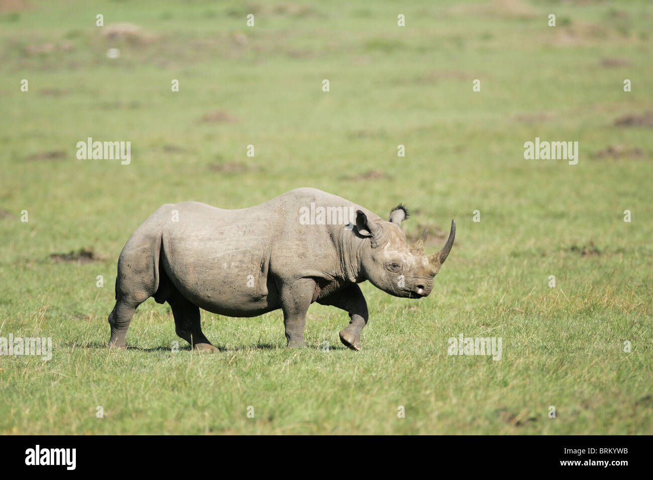 Il rinoceronte nero a piedi Foto Stock