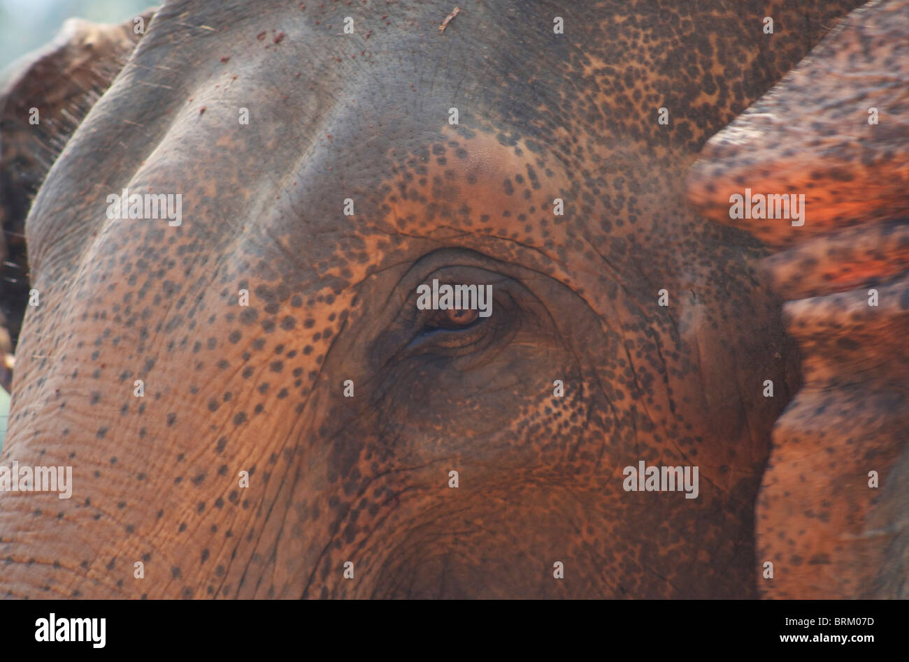 Elephant extreme close up in Sri Lanka Foto Stock