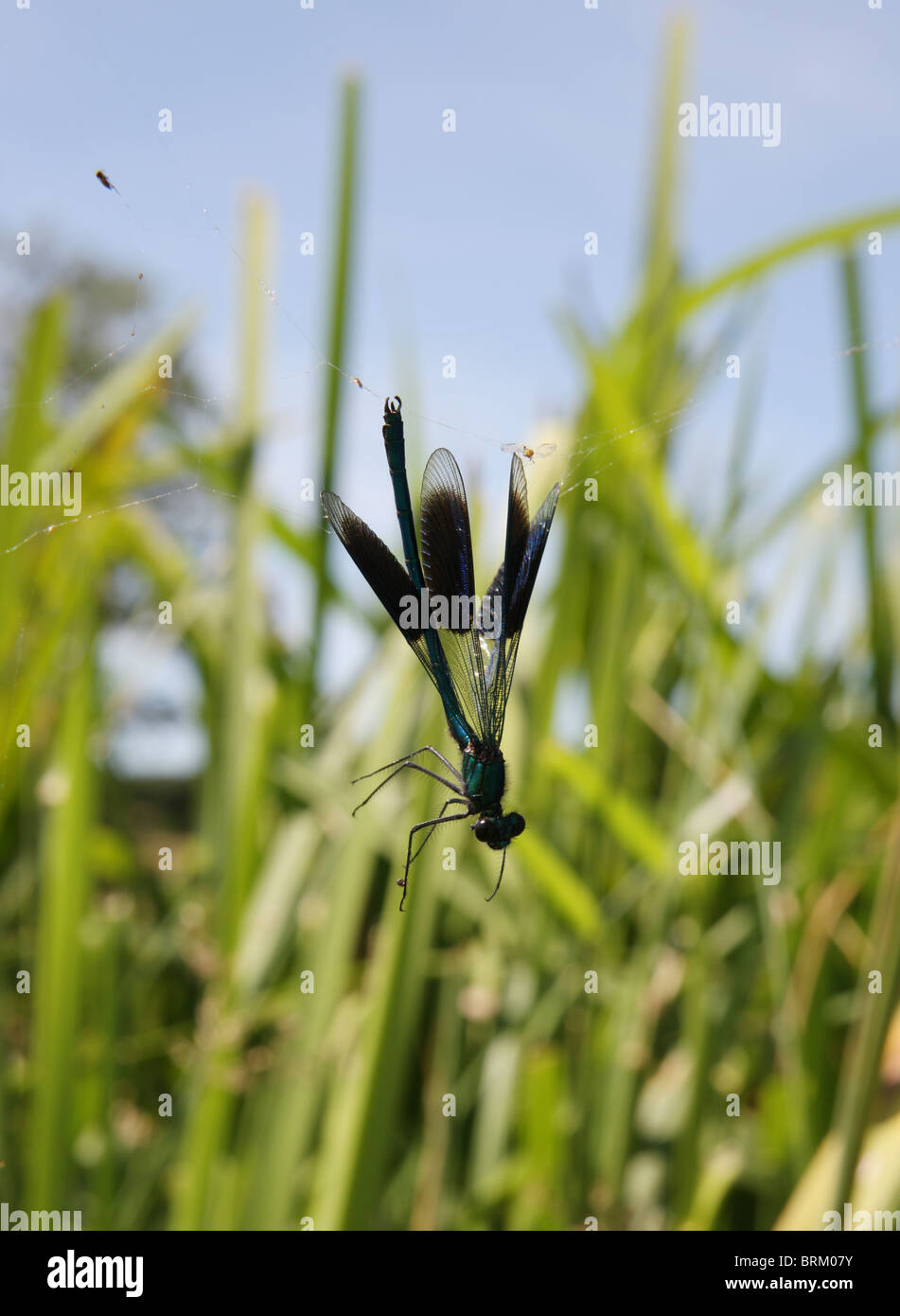 Mayfly catturati in una tela di ragno, da una riva di un fiume in Hampshire, Regno Unito Foto Stock