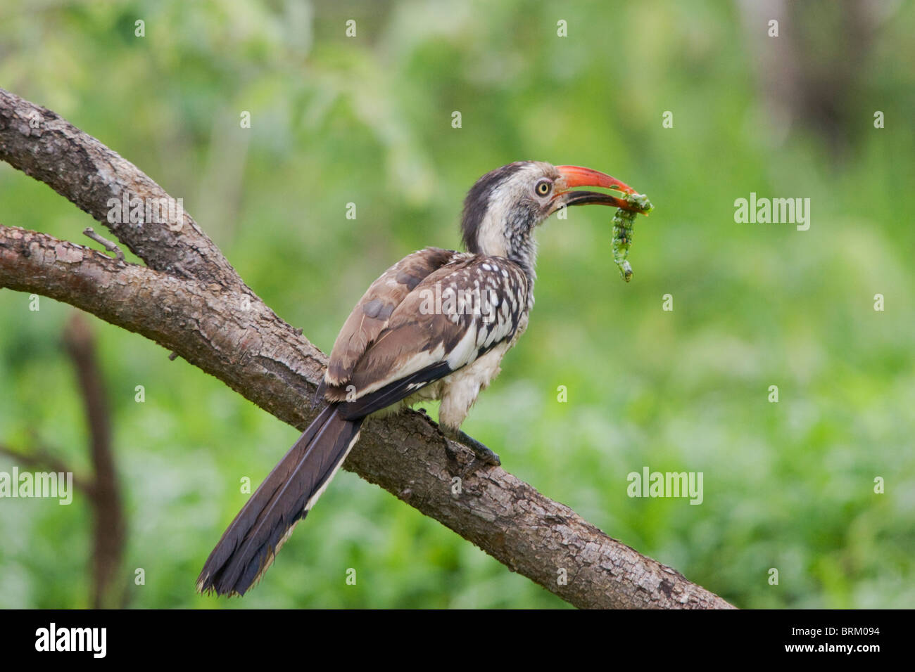 Rosso-fatturati hornbill con un worm Mopane nel suo becco Foto Stock