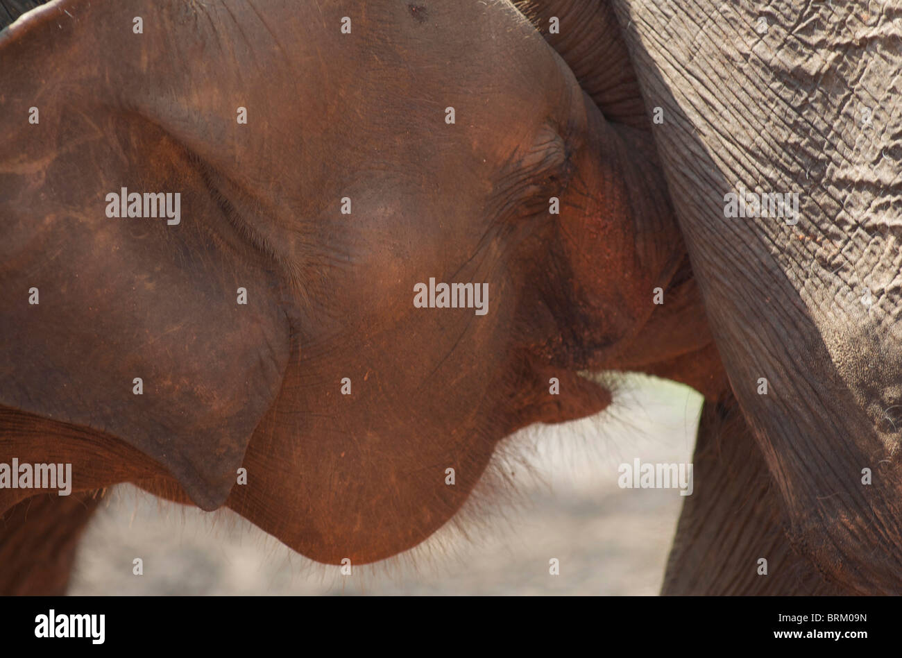 Un giovane vitello di elefante prende il latte dalla sua madre Foto Stock