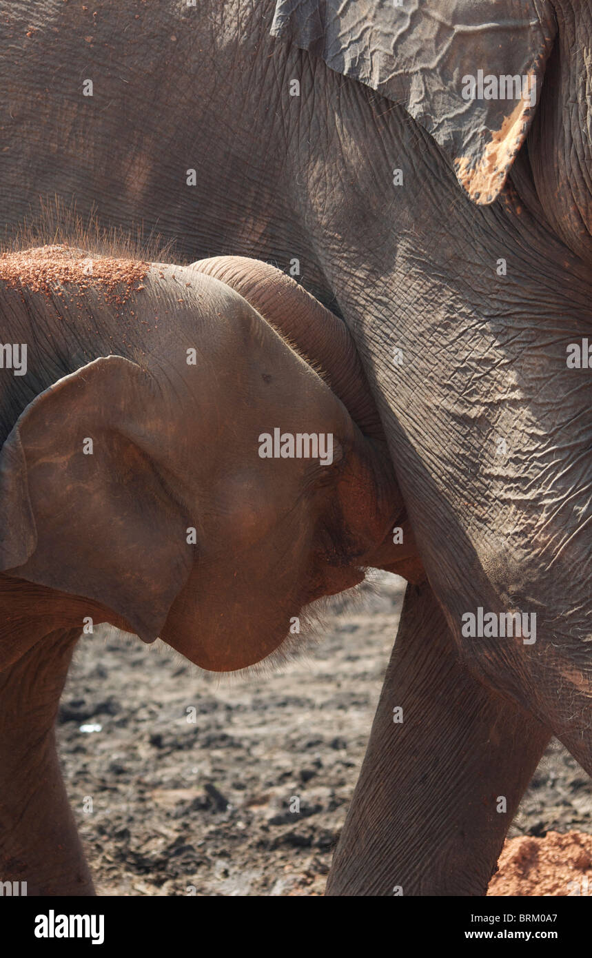 Un giovane vitello di elefante prende il latte dalla sua madre Foto Stock