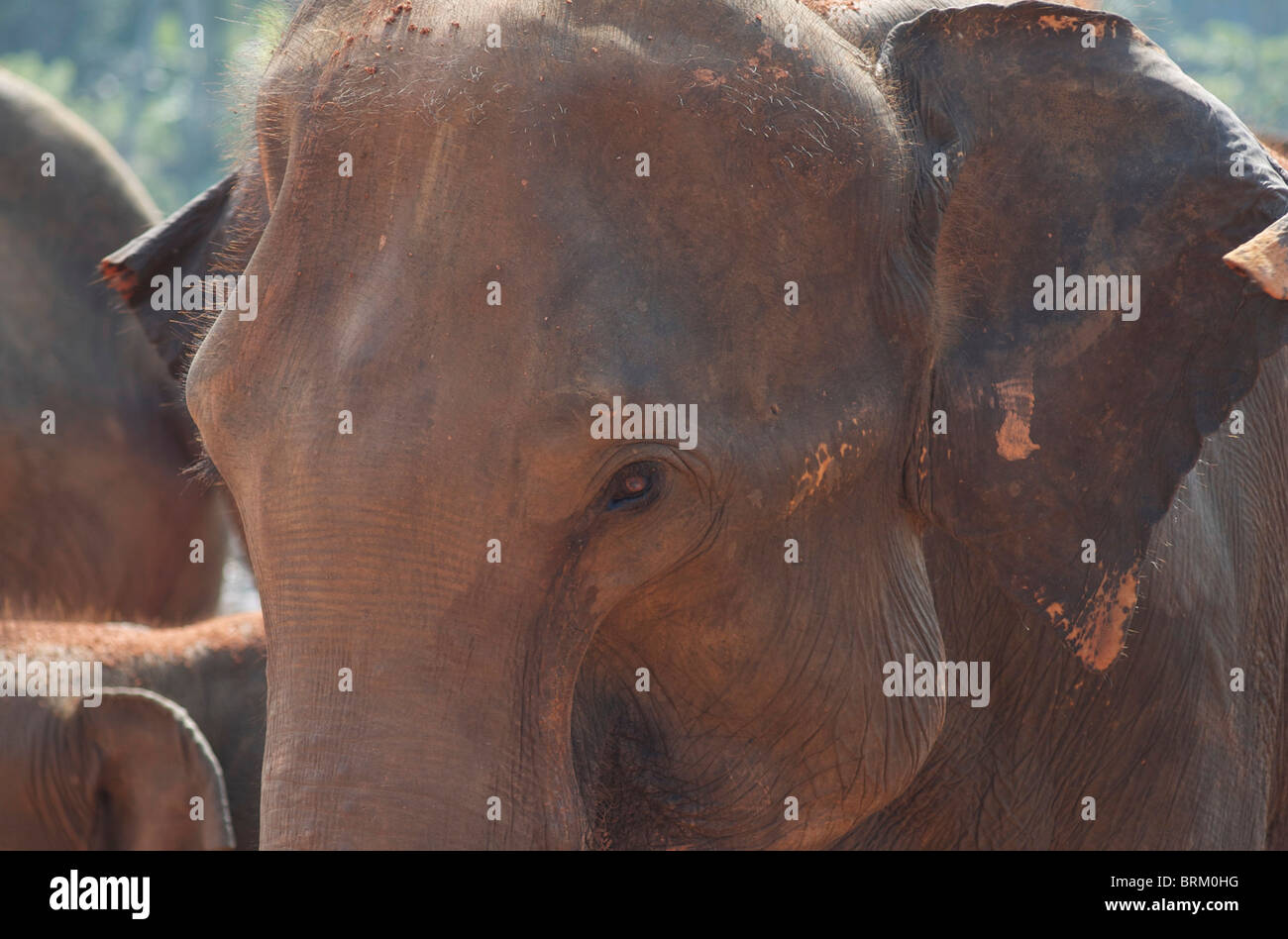 Elephant vicino fino in Sri Lanka Foto Stock