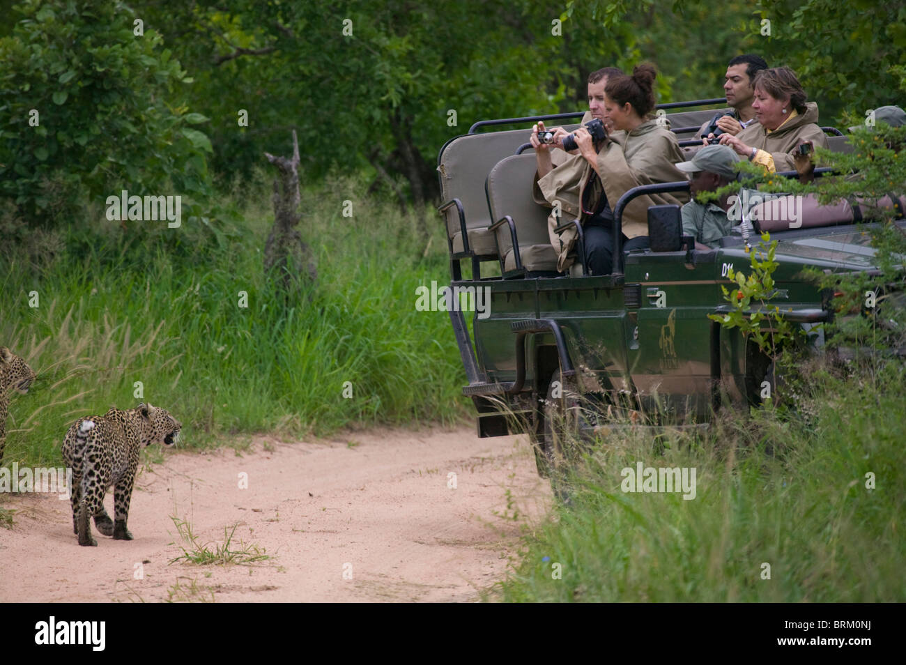I turisti fotografare giovane Leopardi come il loro approccio un gioco guidare il veicolo Foto Stock