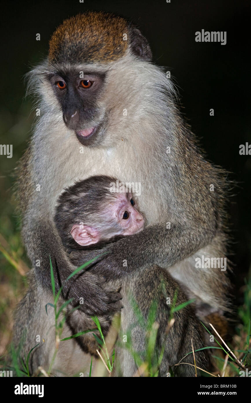 Ritratto di una scimmia grivet tenendo un bambino Foto Stock