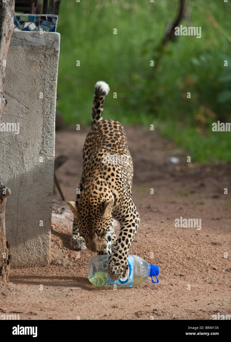 Un giocoso abituare maschio leopard giocando con una bottiglia di plastica in un outdoor braai site nel bushveld Foto Stock